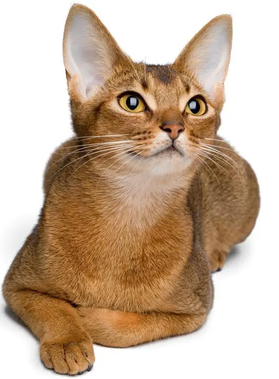 abyssinian